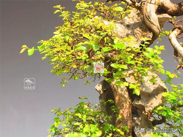 樹樁盆景布枝如書法運筆,具體有十忌十宜。