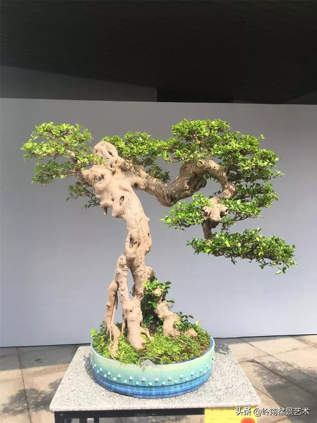 樹樁盆景布枝如書法運筆,具體有十忌十宜。