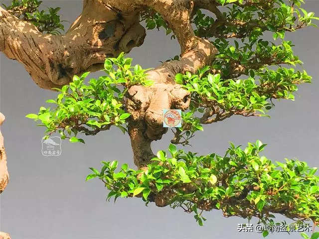 樹樁盆景布枝如書法運筆,具體有十忌十宜。