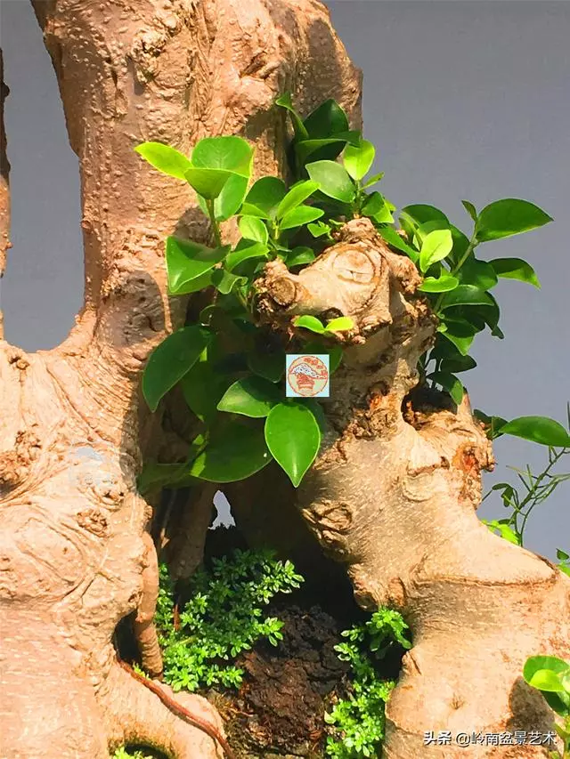 樹樁盆景布枝如書法運筆,具體有十忌十宜。