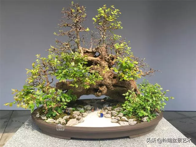 樹樁盆景布枝如書法運筆,具體有十忌十宜。