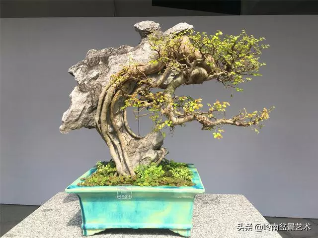 樹樁盆景布枝如書法運筆,具體有十忌十宜。