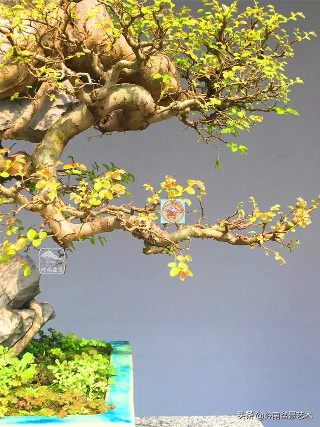樹樁盆景布枝如書法運筆,具體有十忌十宜。