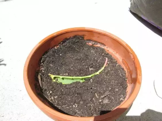 這些花不要買,扯幾片葉子就能種出一片花園!買花錢都省下來了!