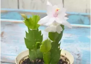 這些花不要買,扯幾片葉子就能種出一片花園!買花錢都省下來了!