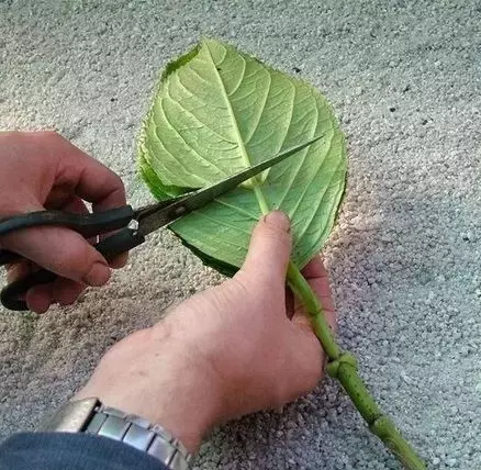 這些花不要買,扯幾片葉子就能種出一片花園!買花錢都省下來了!