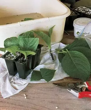 這些花不要買,扯幾片葉子就能種出一片花園!買花錢都省下來了!