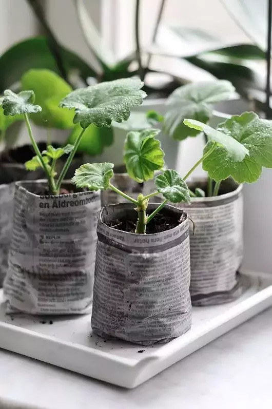 這些花不要買,扯幾片葉子就能種出一片花園!買花錢都省下來了!