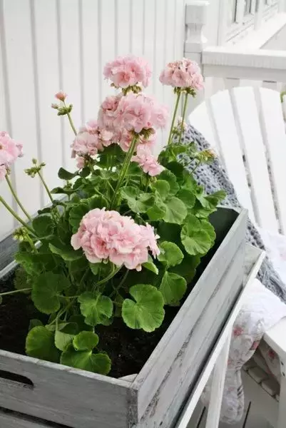 這些花不要買,扯幾片葉子就能種出一片花園!買花錢都省下來了!