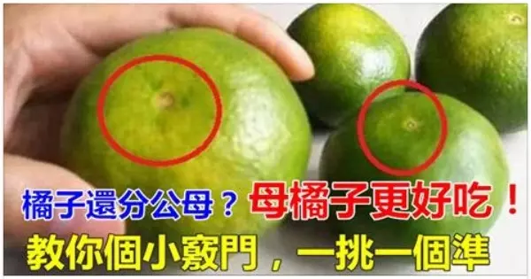 橘子還分公母?母橘子才更好吃,果農教你個小竅門,一挑一個準......