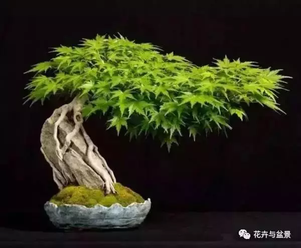 盆景造型不求人,看後立刻成為高手!