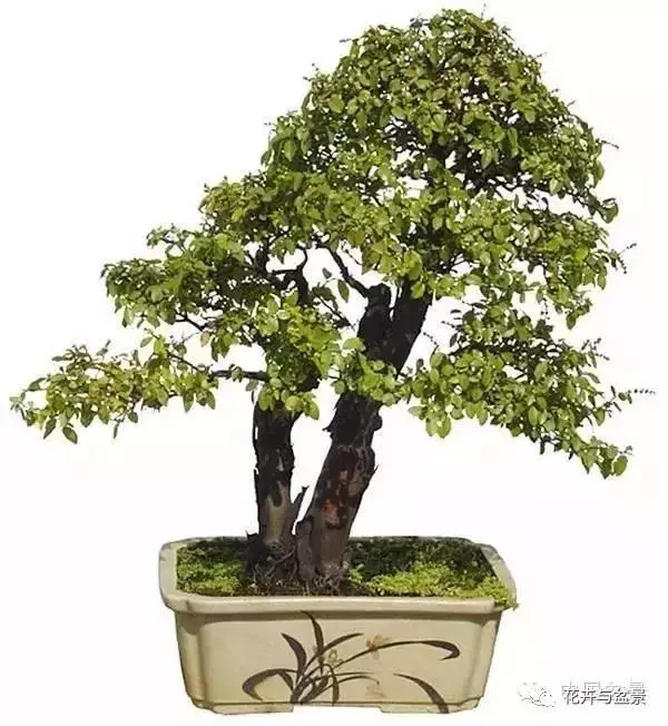 盆景造型不求人,看後立刻成為高手!