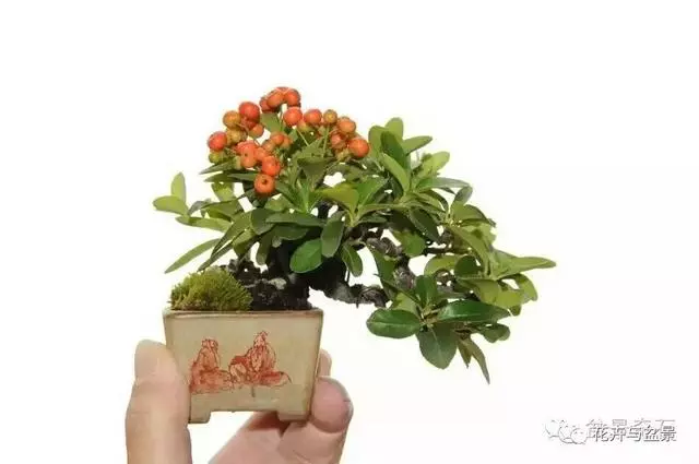 盆景造型不求人,看後立刻成為高手!
