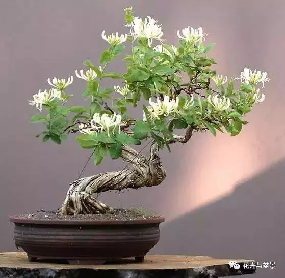 盆景造型不求人,看後立刻成為高手!