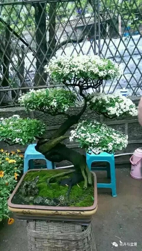 盆景造型不求人,看後立刻成為高手!