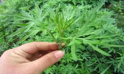 速傳!屋裡放一物,全家人「不再生病」!這「救命神草」不是叫假的!可惜90%的人都不知道...
