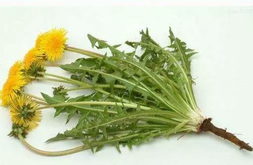 不用消炎藥, 一種植物根泡水, 不到2毛錢, 抗炎效果太好
