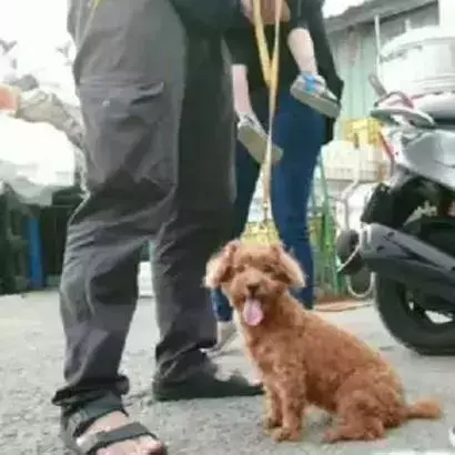 八年陪伴卻換來主人的丟棄,泰迪到臨別時還在笑著......