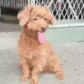 八年陪伴卻換來主人的丟棄,泰迪到臨別時還在笑著......
