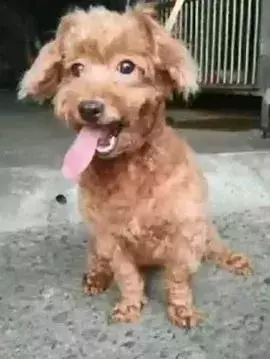 八年陪伴卻換來主人的丟棄,泰迪到臨別時還在笑著......