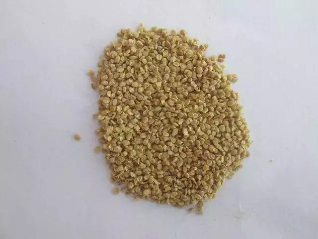枸杞不用花錢買,自己種一盆,幾個月就爆盆,家裡吃不完