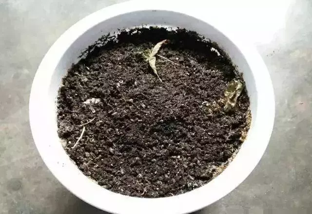 枸杞不用花錢買,自己種一盆,幾個月就爆盆,家裡吃不完
