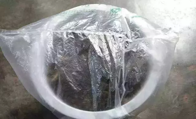 枸杞不用花錢買,自己種一盆,幾個月就爆盆,家裡吃不完