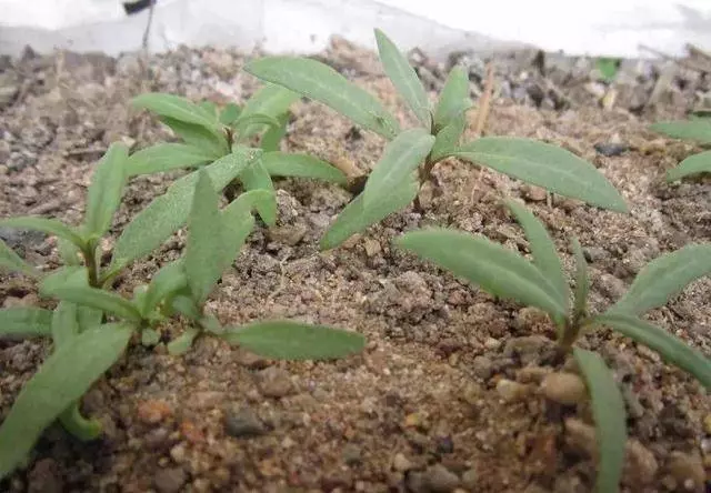 枸杞不用花錢買,自己種一盆,幾個月就爆盆,家裡吃不完