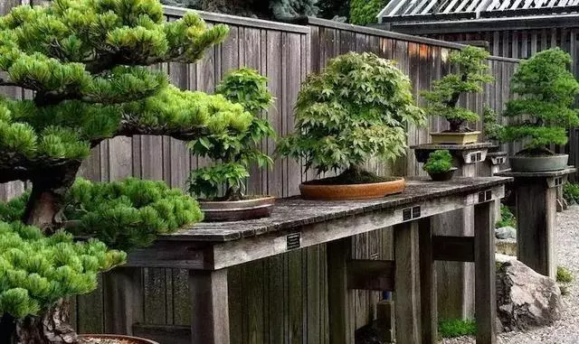 一園一景,安心喝茶玩盆景