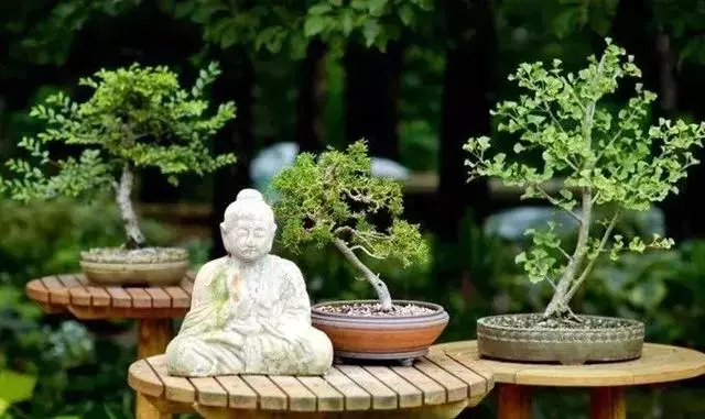 一園一景,安心喝茶玩盆景
