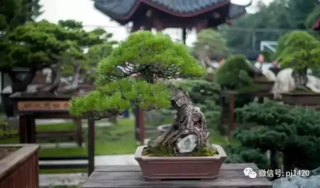 一園一景,安心喝茶玩盆景