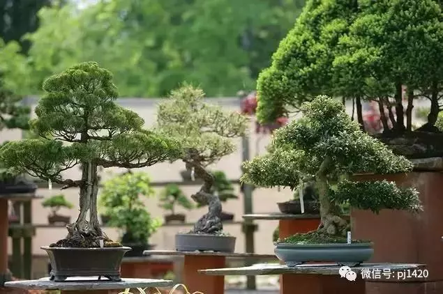 一園一景,安心喝茶玩盆景