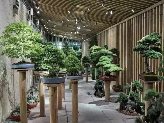 一園一景,安心喝茶玩盆景