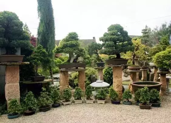一園一景,安心喝茶玩盆景