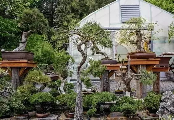 一園一景,安心喝茶玩盆景