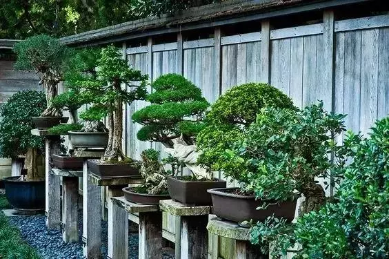 一園一景,安心喝茶玩盆景