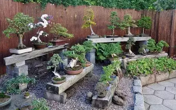 一園一景,安心喝茶玩盆景