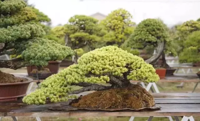 一園一景,安心喝茶玩盆景