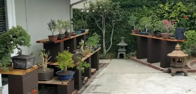 一園一景,安心喝茶玩盆景