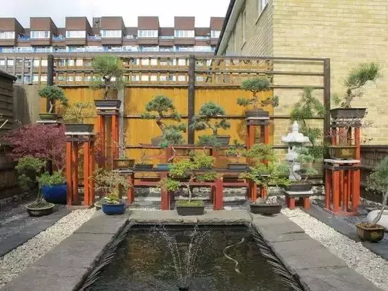 一園一景,安心喝茶玩盆景