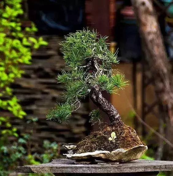一園一景,安心喝茶玩盆景