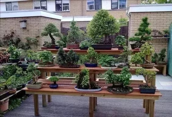 一園一景,安心喝茶玩盆景