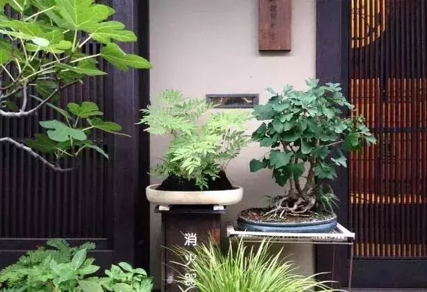 一園一景,安心喝茶玩盆景
