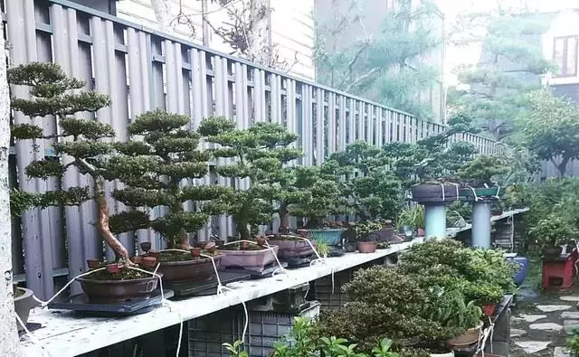 一園一景,安心喝茶玩盆景