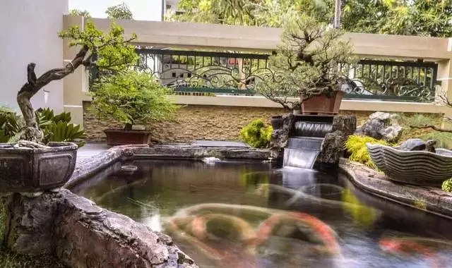 一園一景,安心喝茶玩盆景