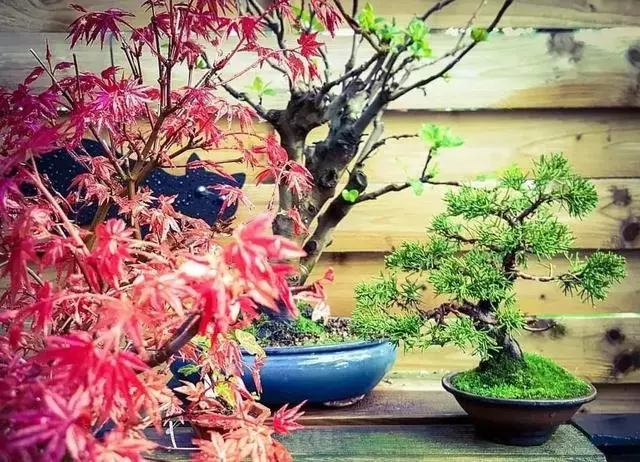 一園一景,安心喝茶玩盆景