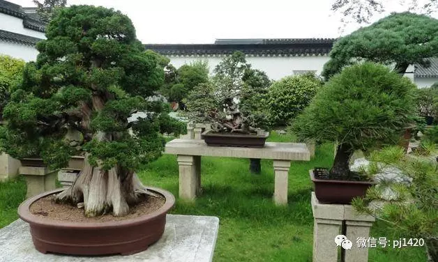一園一景,安心喝茶玩盆景