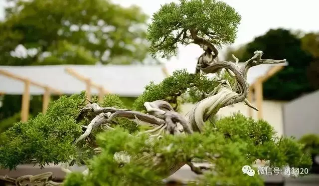 一園一景,安心喝茶玩盆景