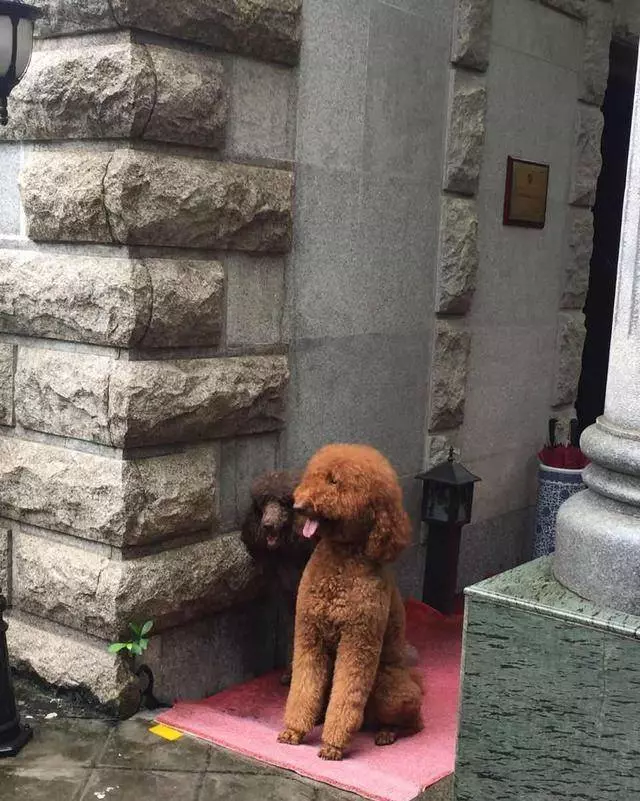 得知出差的主人即將回來,可把兩隻貴賓犬開心壞了