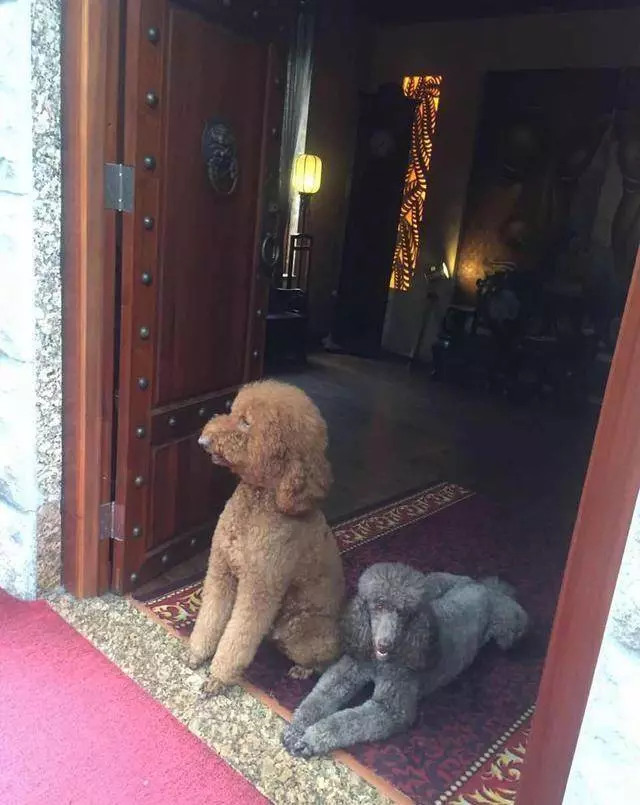 得知出差的主人即將回來,可把兩隻貴賓犬開心壞了